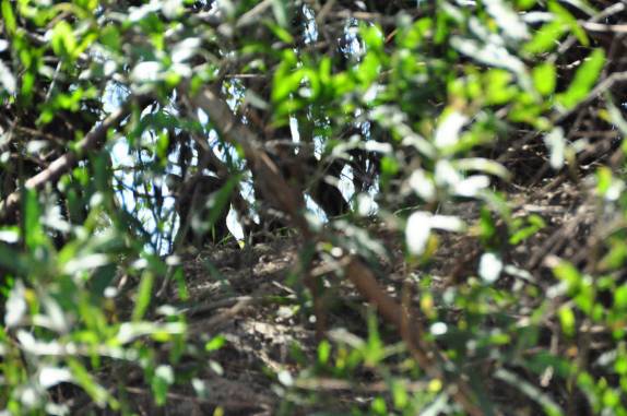 A inconfundível silhueta de uma onça entre as folhagens de um barranco no rio Cuiabá, região de Porto Jofre, no final da rodovia Transpantaneira, no Pantanal Norte, no Mato Grosso